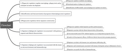 The Prognostic Signature and Therapeutic Value of Phagocytic Regulatory Factors in Prostate Adenocarcinoma (PRAD)